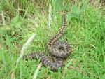 Adder in motion