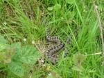 Male adder