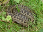 Adder - Pulborough brooks