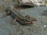 Friendly lizard in the Pyrenees.
