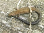 common lizard found at Pulborough Brooks.